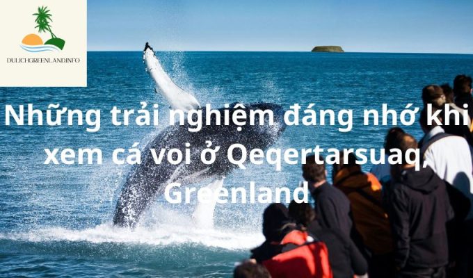 Những trải nghiệm đáng nhớ khi xem cá voi ở Qeqertarsuaq, Greenland